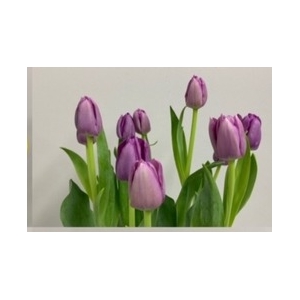 Tulips Single Purple