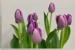 <h4>Tulips Single Purple</h4>