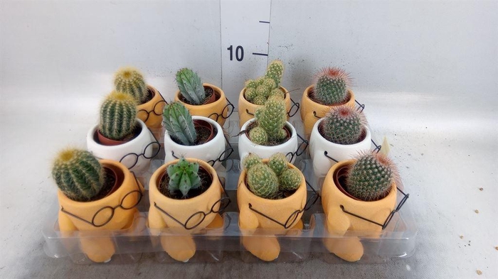 <h4>Cactus   ...mix</h4>