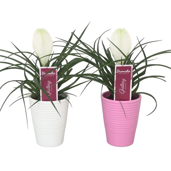 <h4>Tillandsia cyanea 'Biancini' in wit en roze ribbel keramiek</h4>
