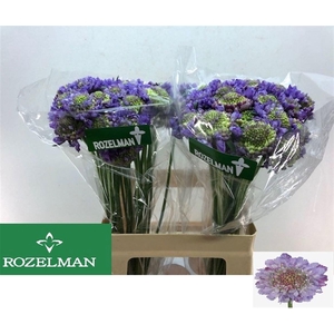 SCAB AT LAVEND SCOOP