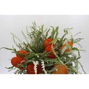 Banksia Speciosa Oranje