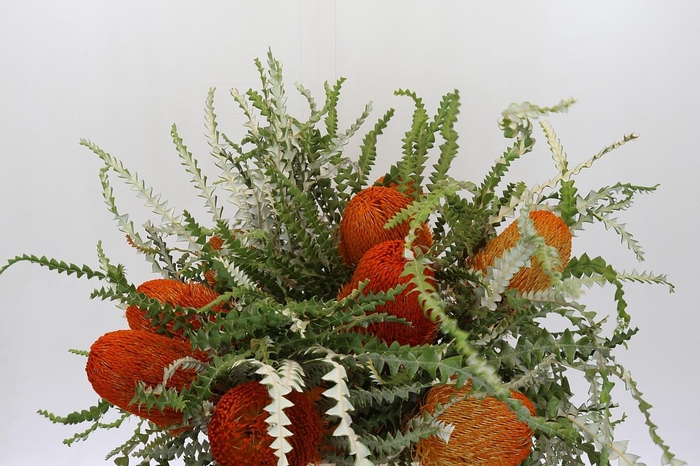 <h4>Banksia Speciosa Oranje</h4>