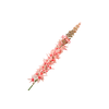 Eremurus Pink