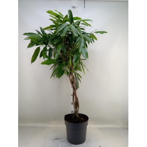 Ficus binn. 'Amstel King'