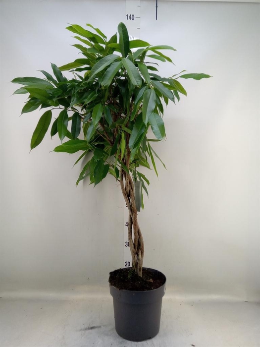 <h4>Ficus binn. 'Amstel King'</h4>