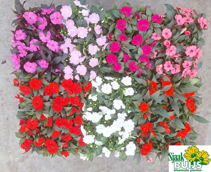 <h4>IMPAT NG GEM 6 KL</h4>