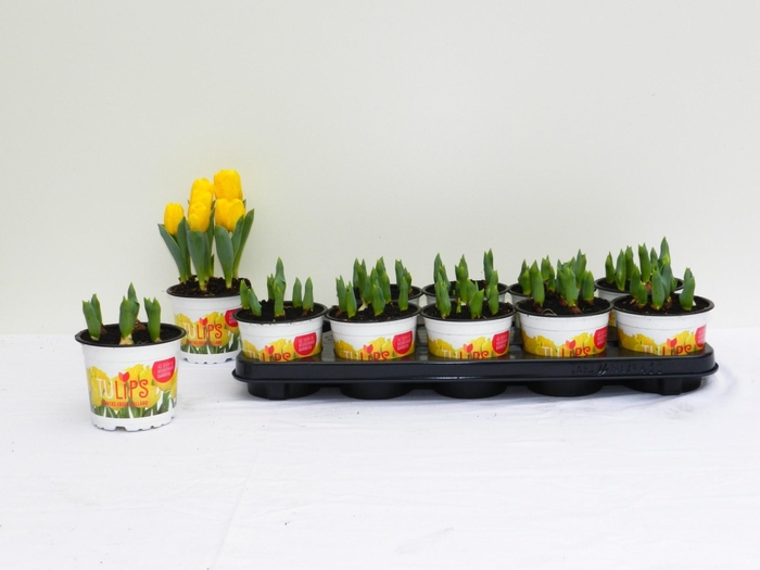 <h4>Tul Yellow Baby</h4>