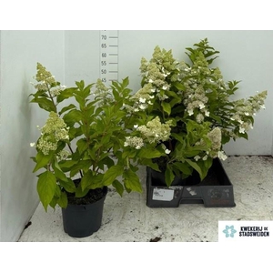 HYDR PANICULATA