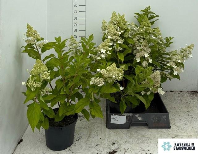 <h4>HYDR PANICULATA</h4>