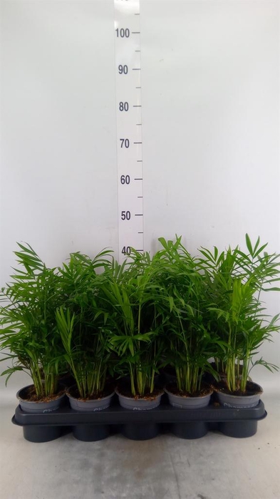 <h4>Chamaedorea elegans</h4>