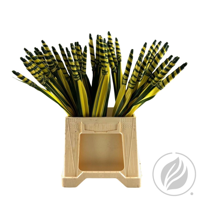 <h4>Pandanus Twisted</h4>