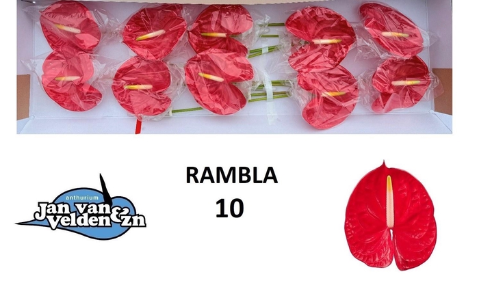 <h4>ANTH A RAMBLA</h4>