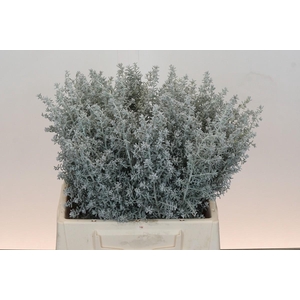 Kochia (Maireana Sedifolia)