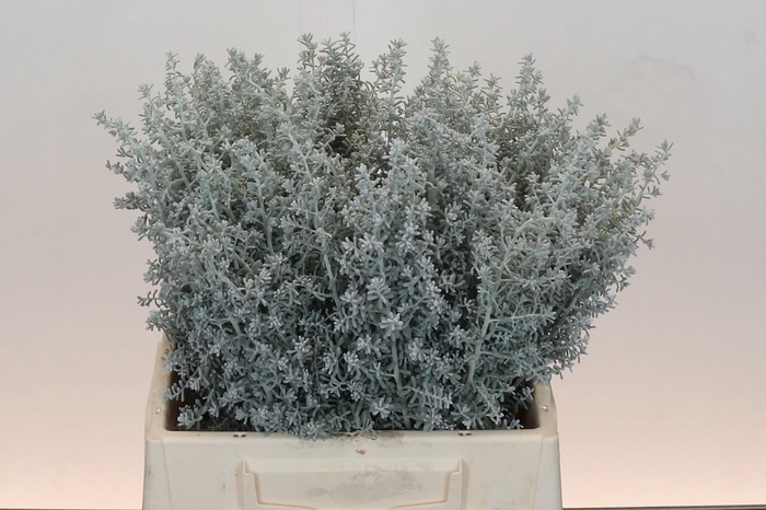 <h4>Kochia (Maireana Sedifolia)</h4>