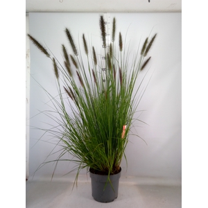 Pennisetum alopec.