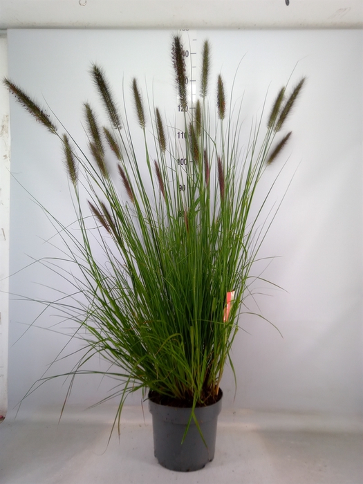 <h4>Pennisetum alopec.</h4>