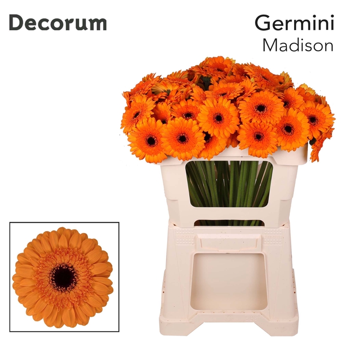 <h4>Germini Madison Water</h4>