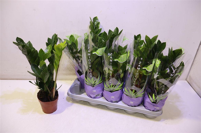 <h4>Zamio Zamiifolia</h4>