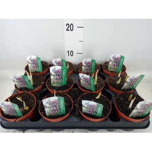 Fritillaria meleagris