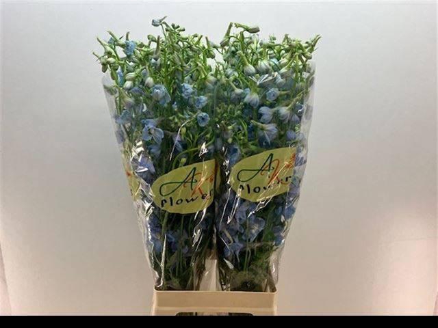 <h4>DELPH EN BALLKLEID</h4>