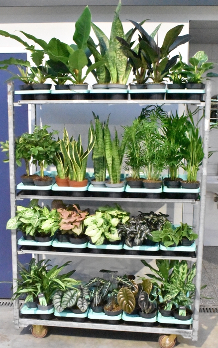 <h4>Mixkar div. groene planten 14 cm</h4>