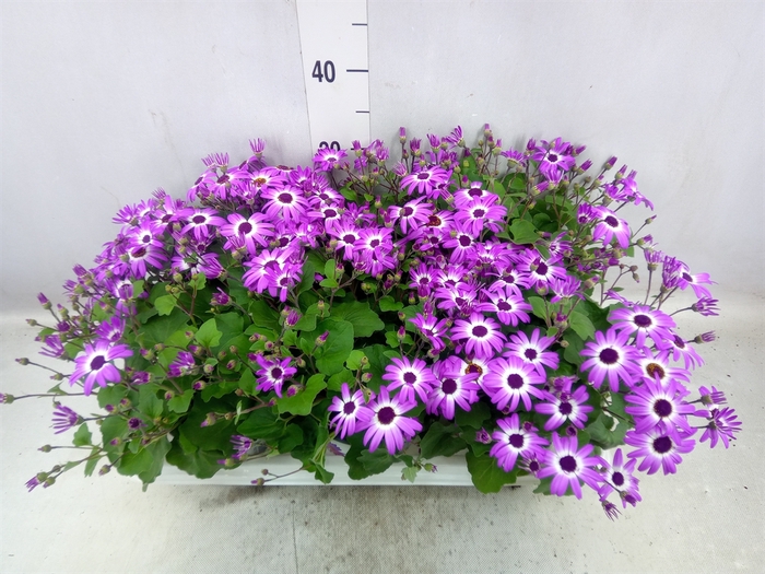 <h4>Pericallis CR 'Senetti Magenta Bic'</h4>