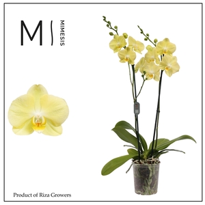 Mimesis Phal. Mirage - 2 spike 12cm