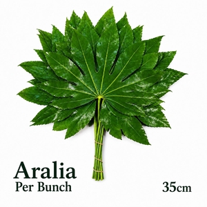 FATSIA JAPONICA BS