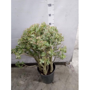 Crassula arborescens