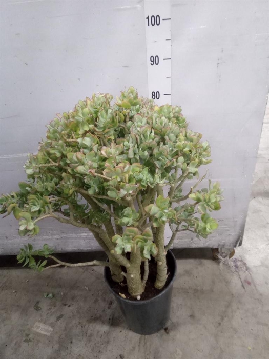 <h4>Crassula arborescens</h4>