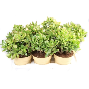 Crassula ovata 'Sunset'