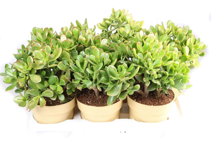 <h4>Crassula ovata 'Sunset'</h4>
