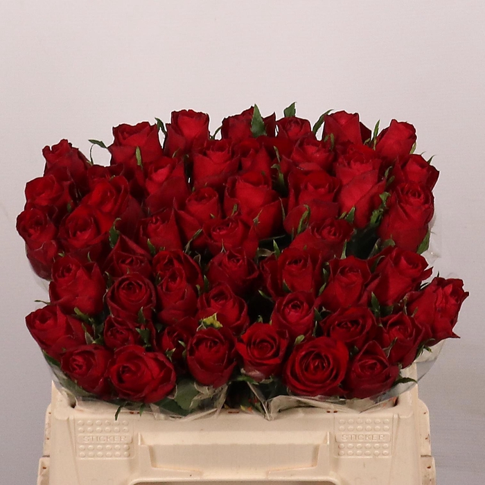 <h4>R GR MADAM RED</h4>