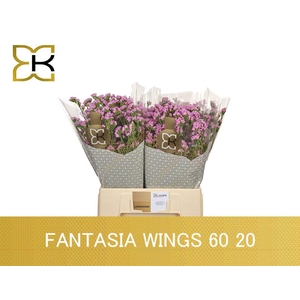 Lim S Fantasia Wings