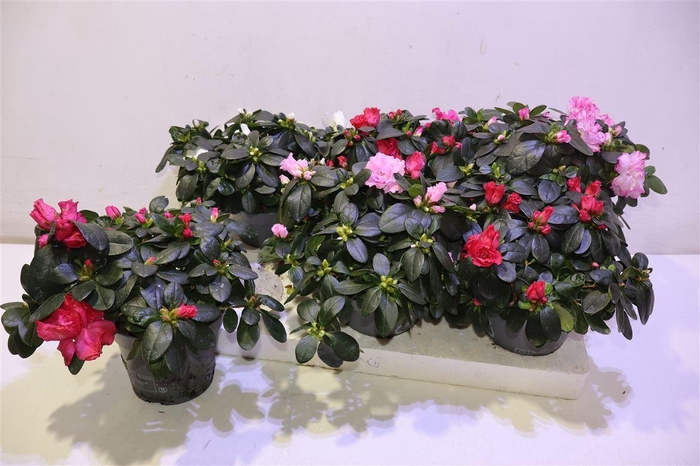 <h4>Rhodo Si Vogel Gem</h4>