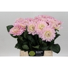 Dahlia Princess Kate