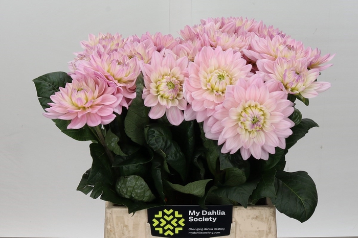 Dahlia Princess Kate