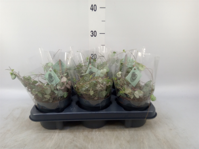 <h4>Ceropegia woodii ssp. woodii</h4>