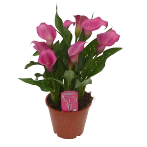 Zantedeschia  'Zazu'