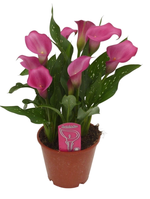 <h4>Zantedeschia  'Zazu'</h4>