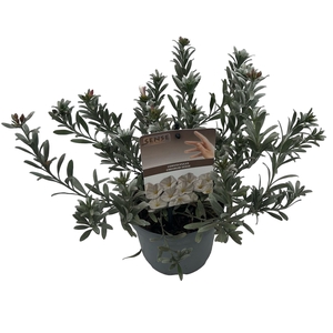 Convolvulus Cneorum sense