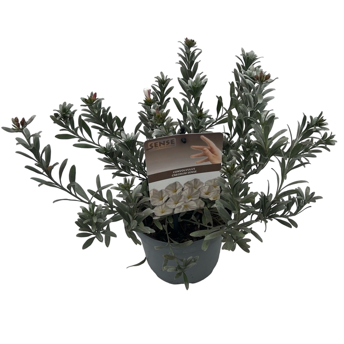 <h4>Convolvulus Cneorum sense</h4>
