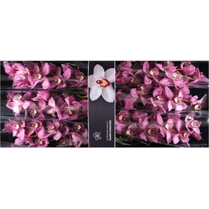 Cymbidium Sky Screper