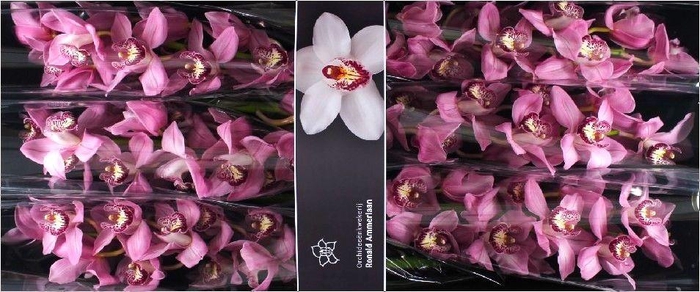 <h4>Cymbidium Sky Screper</h4>