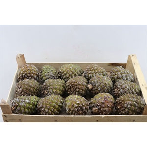 Pinea Groot X15 P Kist