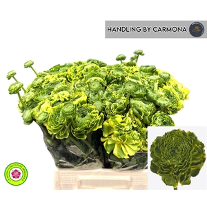 RAN PON PON PETERPAN