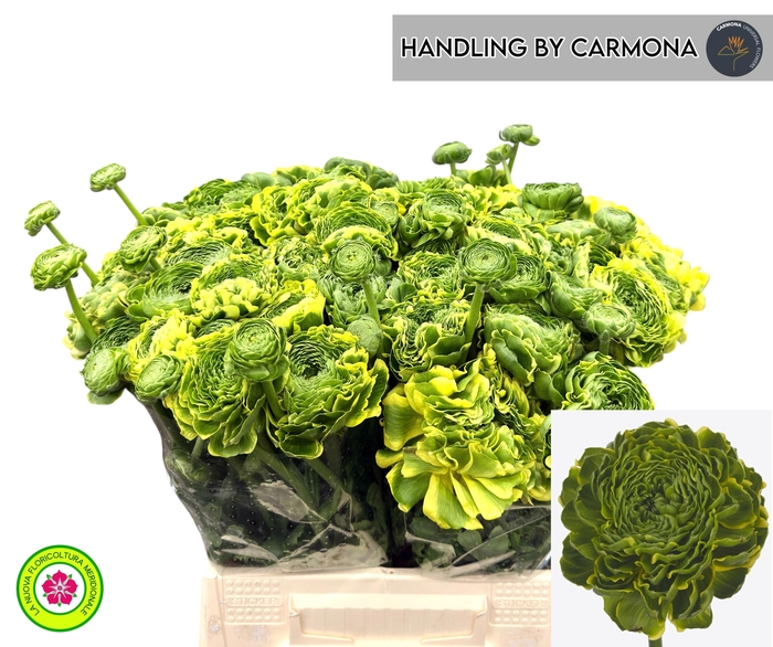 <h4>RAN PON PON PETERPAN</h4>