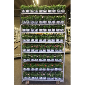 Dianthus Mixk 6 Kl 1 Kleur Per Tray