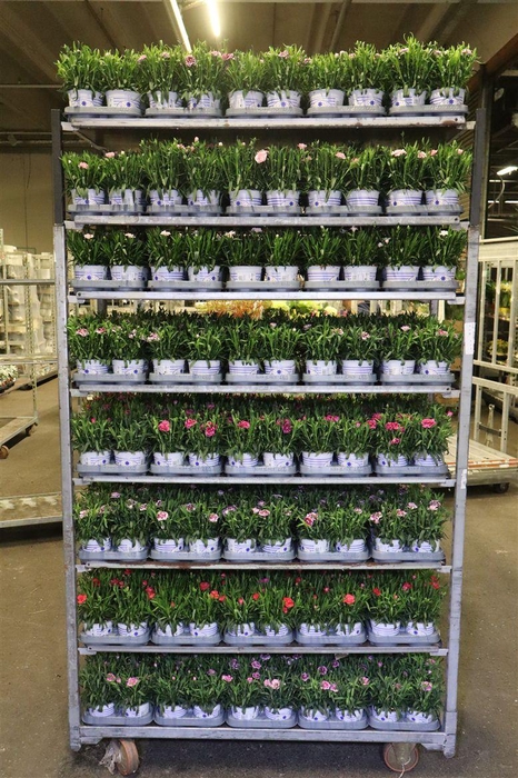<h4>Dianthus Mixk 6 Kl 1 Kleur Per Tray</h4>